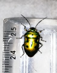 Chrysocoris patricius