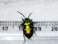 Chrysocoris patricius