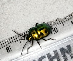 Chrysocoris patricius