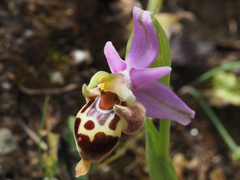 Ophrys heldreichii