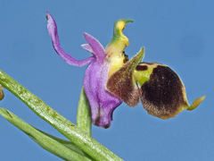 Ophrys heldreichii