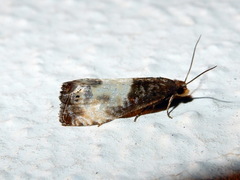Notocelia cynosbatella
