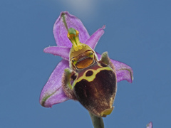 Ophrys heldreichii