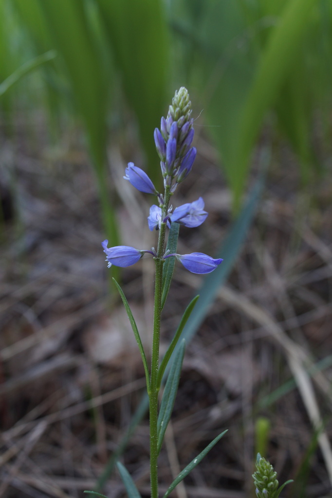 Polygala wolfgangiana