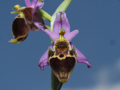 Ophrys heldreichii