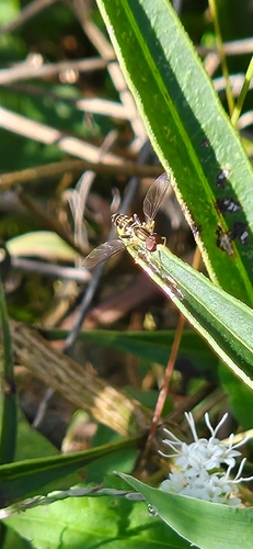 Unknown species found near Belknap, Louisville, KY 40205, USA