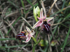 Ophrys mammosa