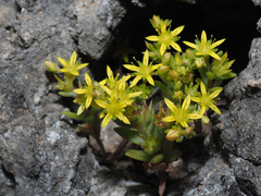Sedum praesidis