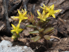 Sedum praesidis