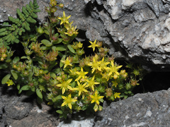 Sedum praesidis