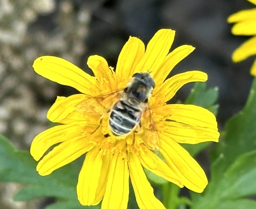 Unknown species found near Owasso, OK, USA