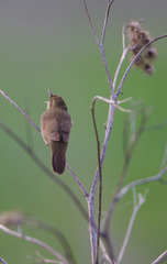 Locustella luscinioides