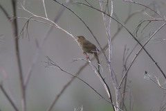 Locustella luscinioides