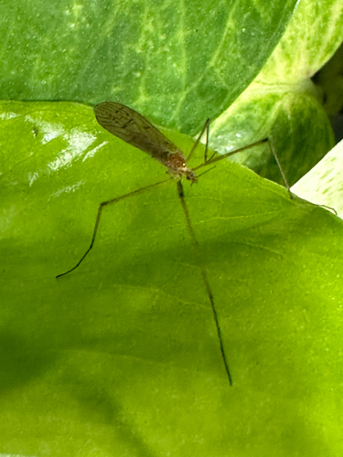 Unknown species found near Coventry Rd, Atkinson, NH, US