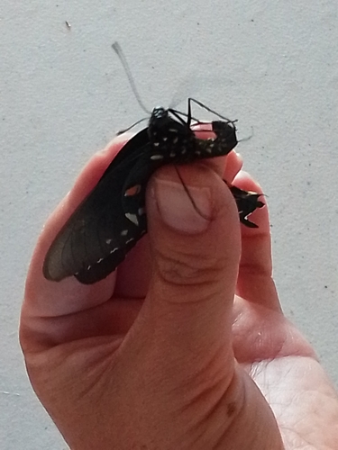 Pipevine Swallowtail