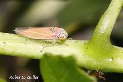 Bucephalogonia xanthophis
