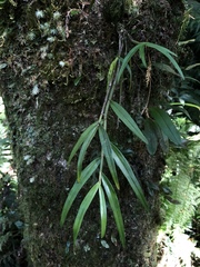 Dendrobium moniliforme