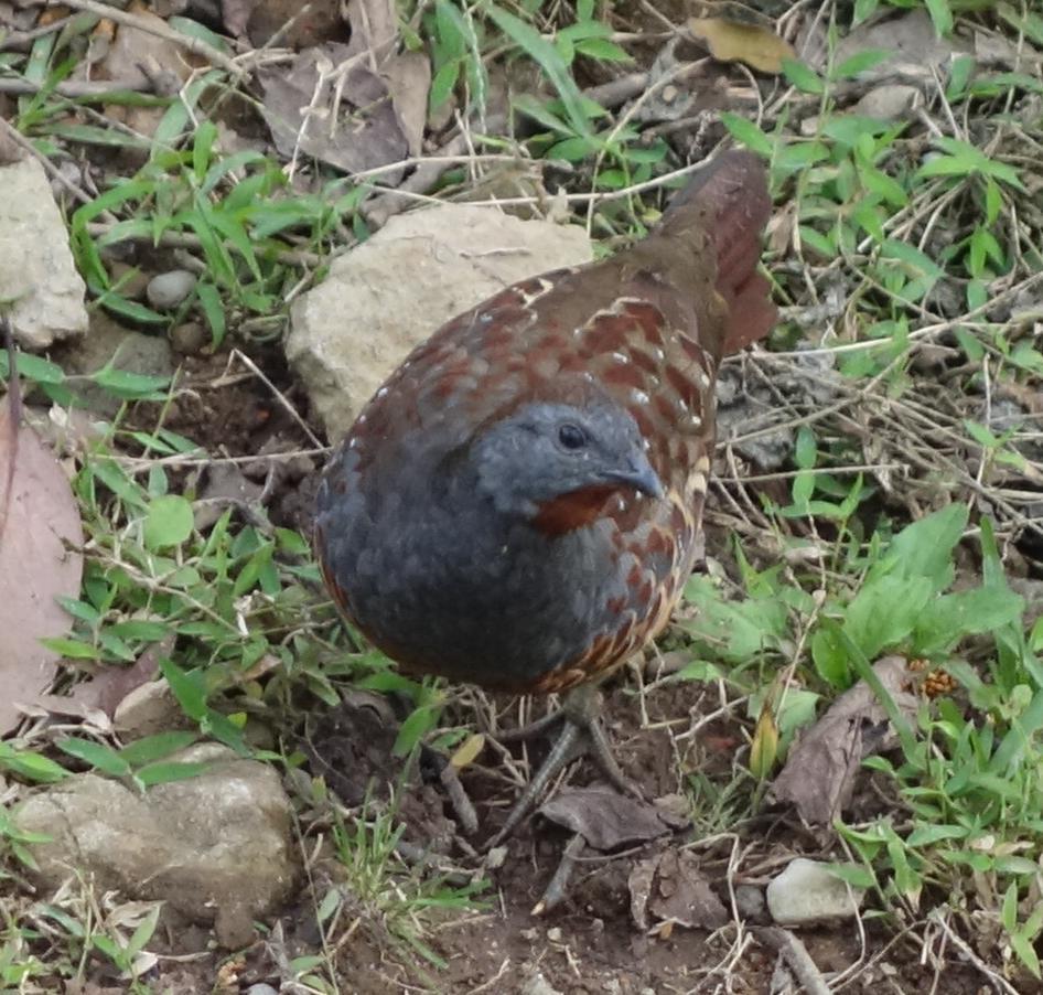Taiwan Bamboo Partridge
