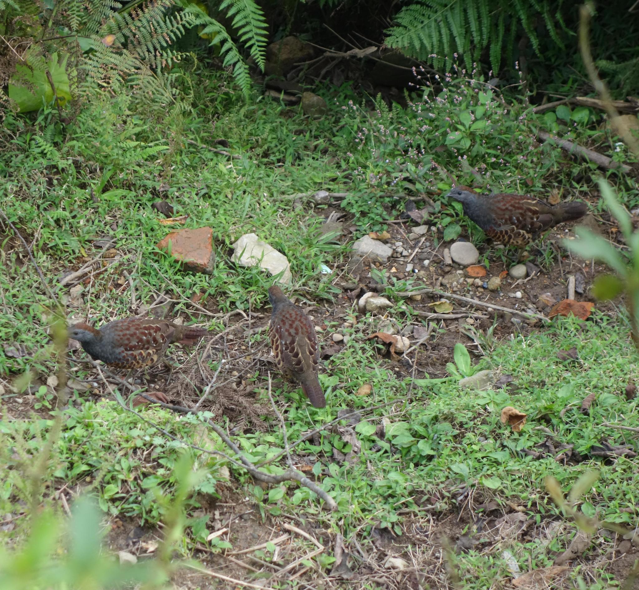 Taiwan Bamboo Partridge