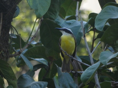 Pitangus sulphuratus