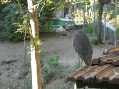 Nycticorax nycticorax