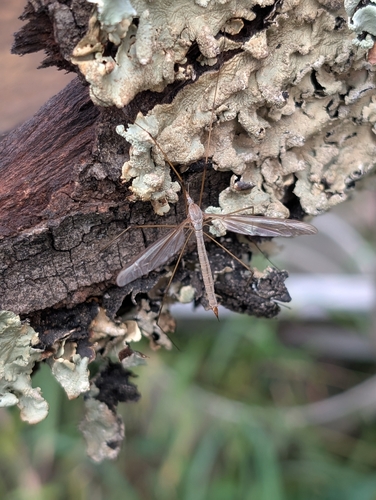 Unknown species found near Somerset, MA 02726, USA