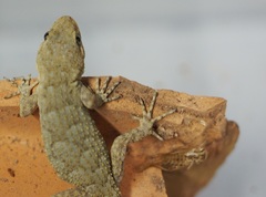 Mediodactylus kotschyi