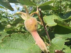 Corylus cornuta cornuta