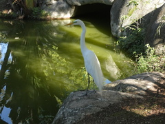 Ardea alba