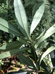 Symplocos wikstroemiifolia