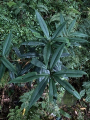 Symplocos wikstroemiifolia