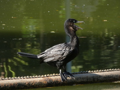 Nannopterum brasilianum