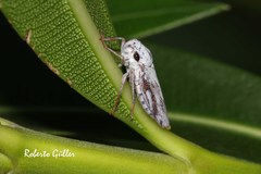 Tretogonia