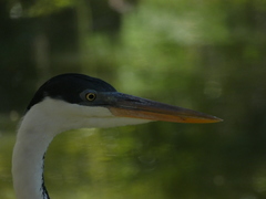 Ardea cocoi