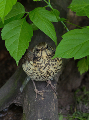 Turdus pilaris