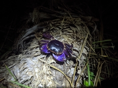 Geograpsus grayi