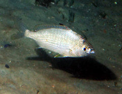Gerres subfasciatus
