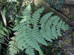 Dryopteris paleolata