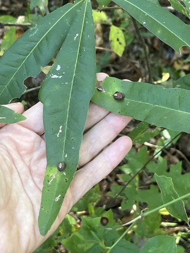 Unknown species found near Thicket Trail, Snellville, GA, US