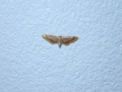Idaea violacea