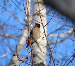 Bombycilla garrulus
