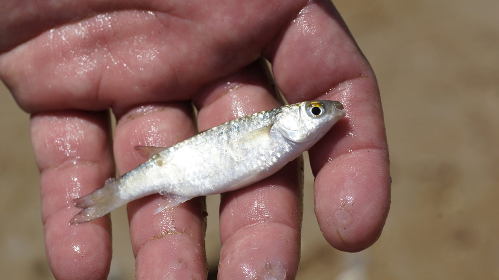 Small Fantail Mullet