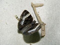 Spargania luctuata