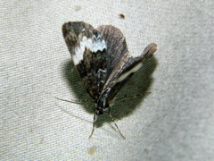 Spargania luctuata