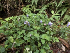Strobilanthes rankanensis