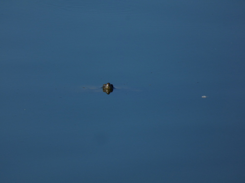 iNaturalist observation photo of Pond Slider