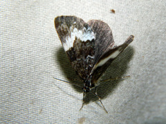 Spargania luctuata