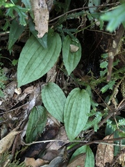 Collabium formosanum
