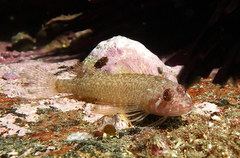 Clarke's Triplefin photo 3