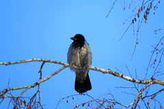 Corvus cornix